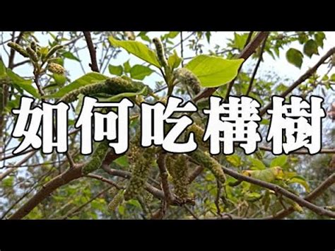 構樹乳液功效|構樹的功效與作用